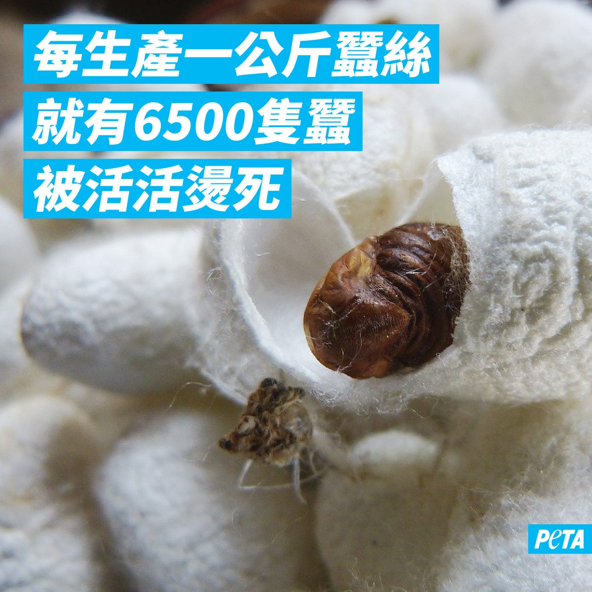 你知道絲綢是怎樣來的嗎？在蠶寶寶破繭之前，他們會連同包著他們的蠶繭被沸水活活燙死，每公斤蠶絲需要殺死6500隻蠶。🐛⁠
⁠
這樣殘忍的衣服你想穿嗎？請選用雪紡綢等不傷害動物的材料。

#純素 ⁠#純素時尚 #終止物種歧視 #動物權益 #絲綢 #真絲