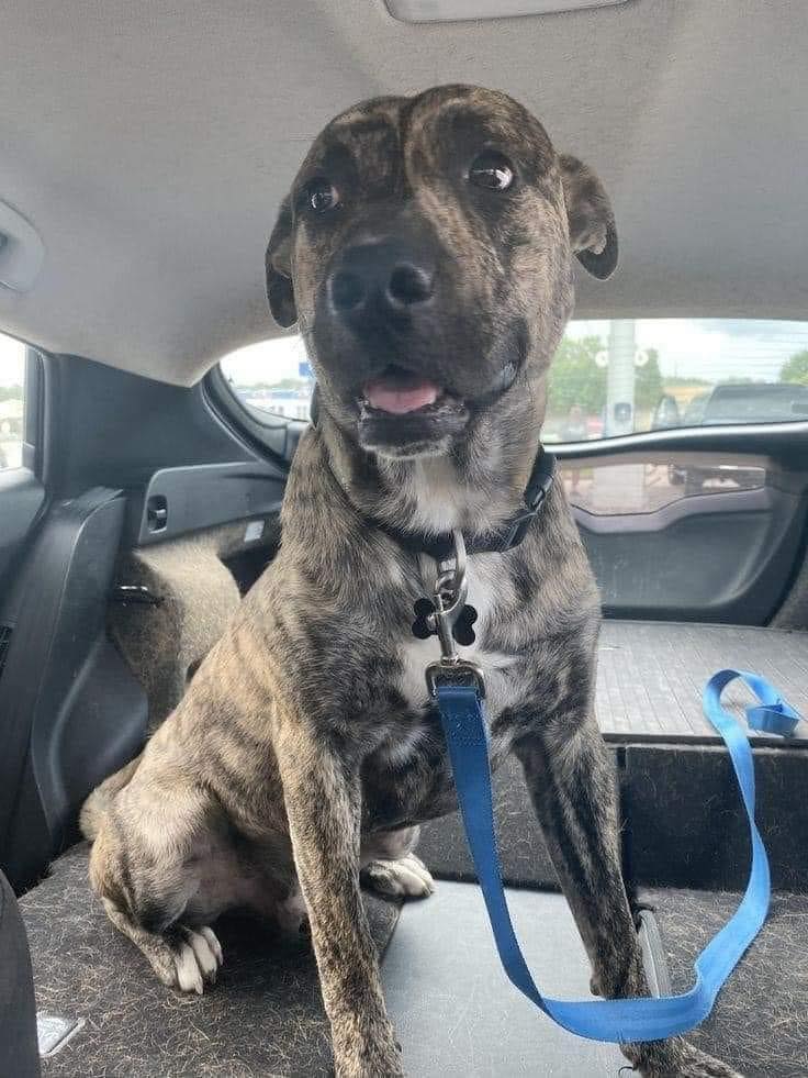 Tweets of Dogs tweet media