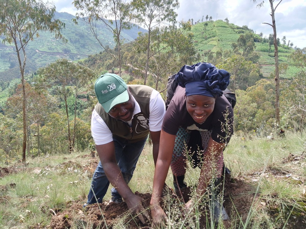 MusanzeDistrict's tweet photo. Ku bufatanye na Minisiteri y'Umutekano mu Gihugu n'ibigo biyishamikiyeho (RNP &RCS) muri @MusanzeDistrict habaye umuganda udasanzwe wo gutera ingemwe z'ibiti.Wabereye mu Murenge wa Gashaki,ku musozi wa #Mbwe ahatewe ibiti by'inturusu zingana na 6 000 ku buso bungana na 4Ha). https://t.co/YAeDav1ynp