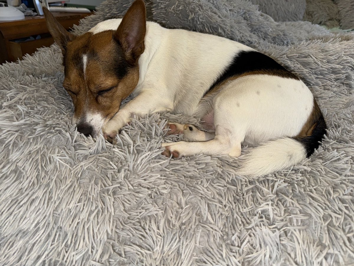 Bailey agrees with me given up barking to go out now