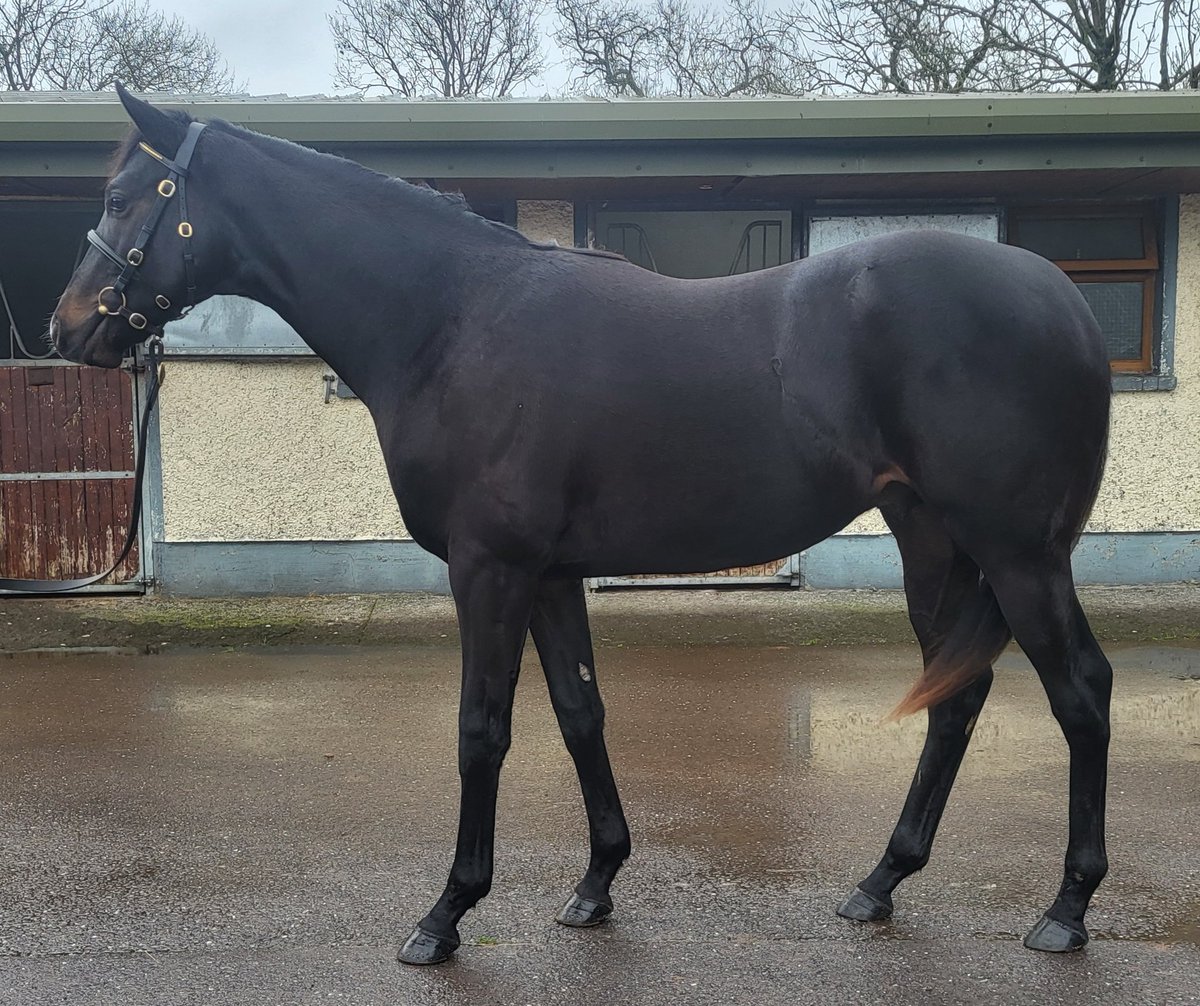 Our gorgeous <a href="/coolmorestud/">Coolmore</a>  Calyx colt selling Monday <a href="/Tattersalls1766/">Tattersalls</a> December Yearling Sale. This boy is out of a half sister to the very talented black type performer and  G1 placed Mountain Bear 🐎