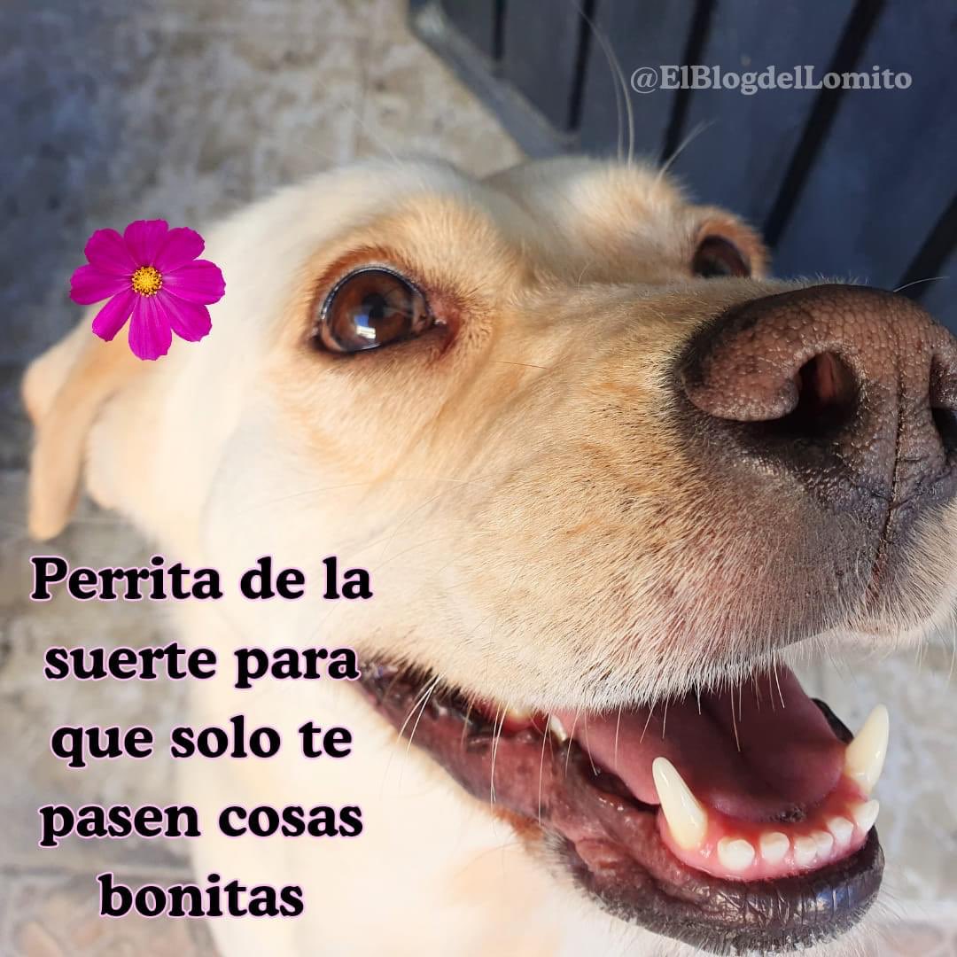 DiloConPerritos's tweet photo. https://t.co/vdhyXPuQmX