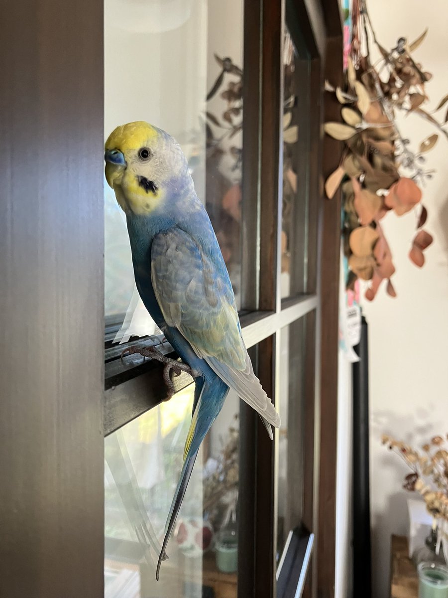 mtmtkn37's tweet photo. 本日11/23 12時ごろ、東京都日野市内にて迷子のセキセイインコさんを保護しました。
とても人懐っこく、言葉を喋る男の子です。（鏡が大好きなのかも）
余っていた文鳥のご飯をあげたらとても元気に食べました🐦

心当たりのある方はご連絡お願いします。

#迷い鳥　#迷子鳥　#セキセイインコ　#日野市 https://t.co/EnwZQxOUDe