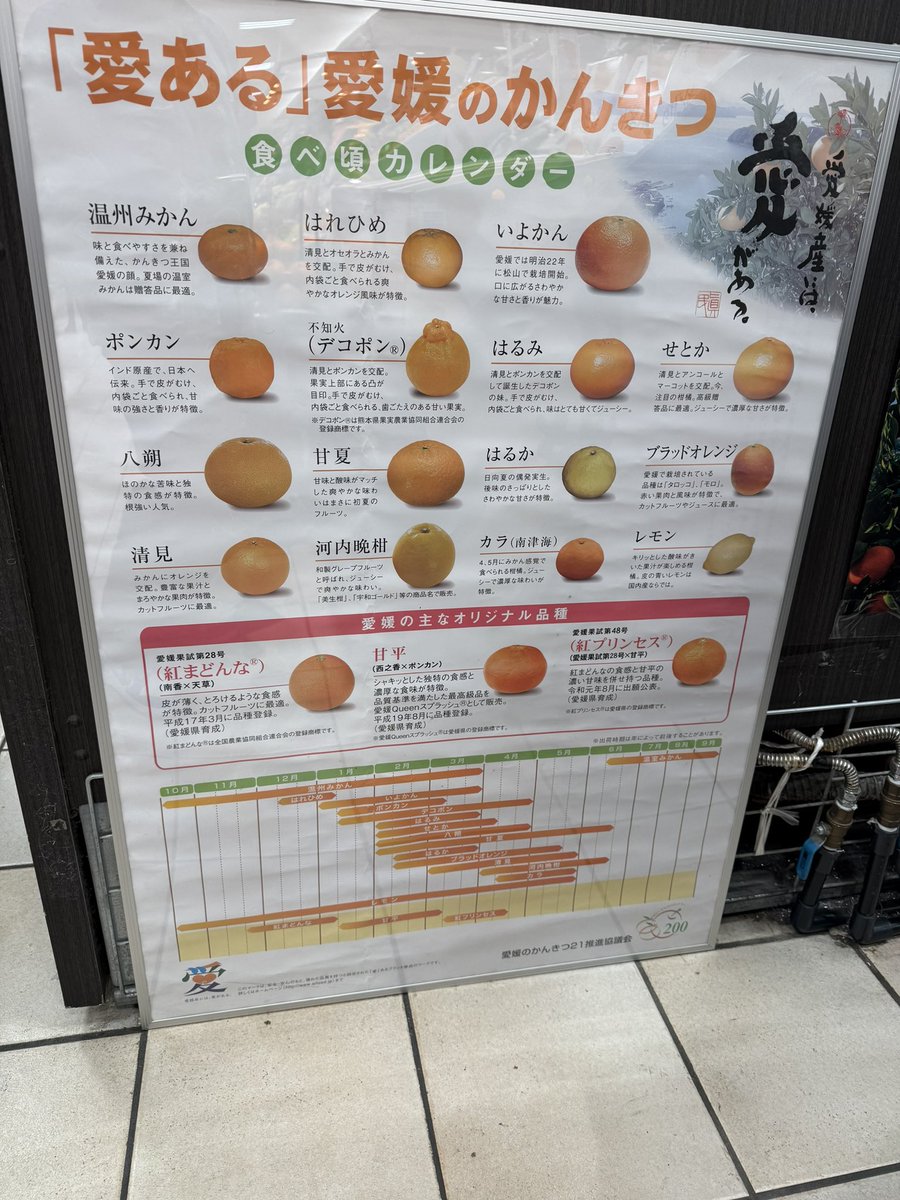 marcus870879's tweet photo. 第一次來到蜜柑王國愛媛縣。同士多啤梨、蘋果一樣，蜜柑都有十幾廿種，果汁非常好味，一定要試試100%果汁的。 https://t.co/O1ZfaQnzLJ