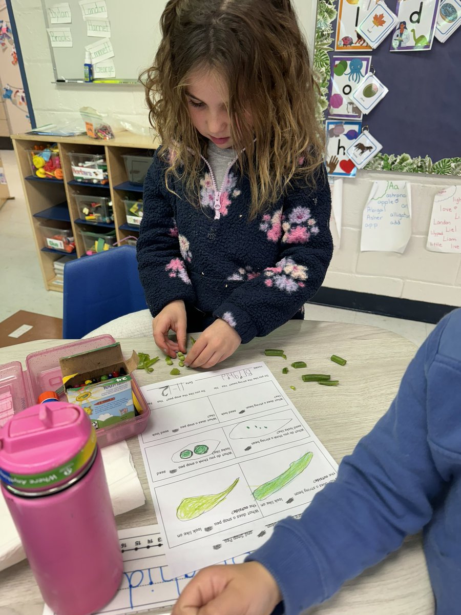 mrsdeltinsclass's tweet photo. Comparing string beans and snap peas! #fhleads https://t.co/UL7e9RkpAs