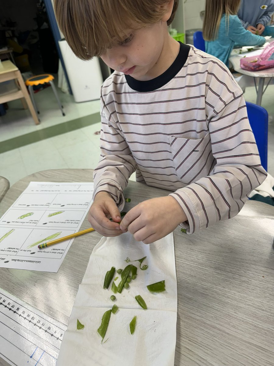 mrsdeltinsclass's tweet photo. Comparing string beans and snap peas! #fhleads https://t.co/UL7e9RkpAs