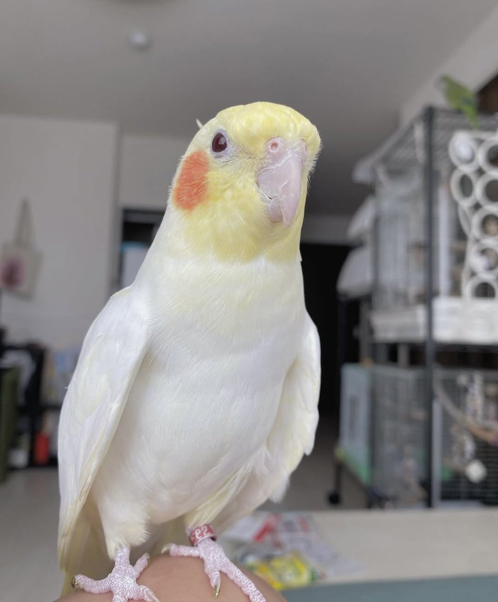 merychanlost's tweet photo. 拡散希望
我が家のインコが不注意でロストしてしまいました。
本日11月23日11時半ごろ自宅から逃げてしまいました。
場所は愛知県清須市近辺です、ベランダなど見てはいただけないでしょうか。
白いオカメインコ、メスです https://t.co/0DNJGasp6J