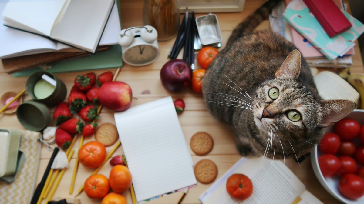 Ab2goB's tweet photo. Dürfen Katzen Erdbeeren essen? Alles, was man wissen sollte

https://t.co/RBbwTuiRuL

#katzenfutter #katzen #katzennahrung #katze #katzentipps #katzenernährung #katzenliebe #katzenfuttertest #katzenleben #allesfürdiekatze #katzenfütterung #katzenparadies https://t.co/mKJh4B8XlB