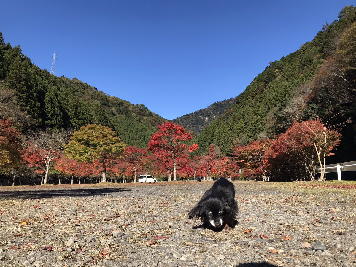 kuretake2985's tweet photo. 本日も寸又峡温泉...夢のつり橋に多くのお客様おみえ頂いております。
紅葉🍁もまだまだ綺麗です🍁 https://t.co/7ZsDHyd4m0