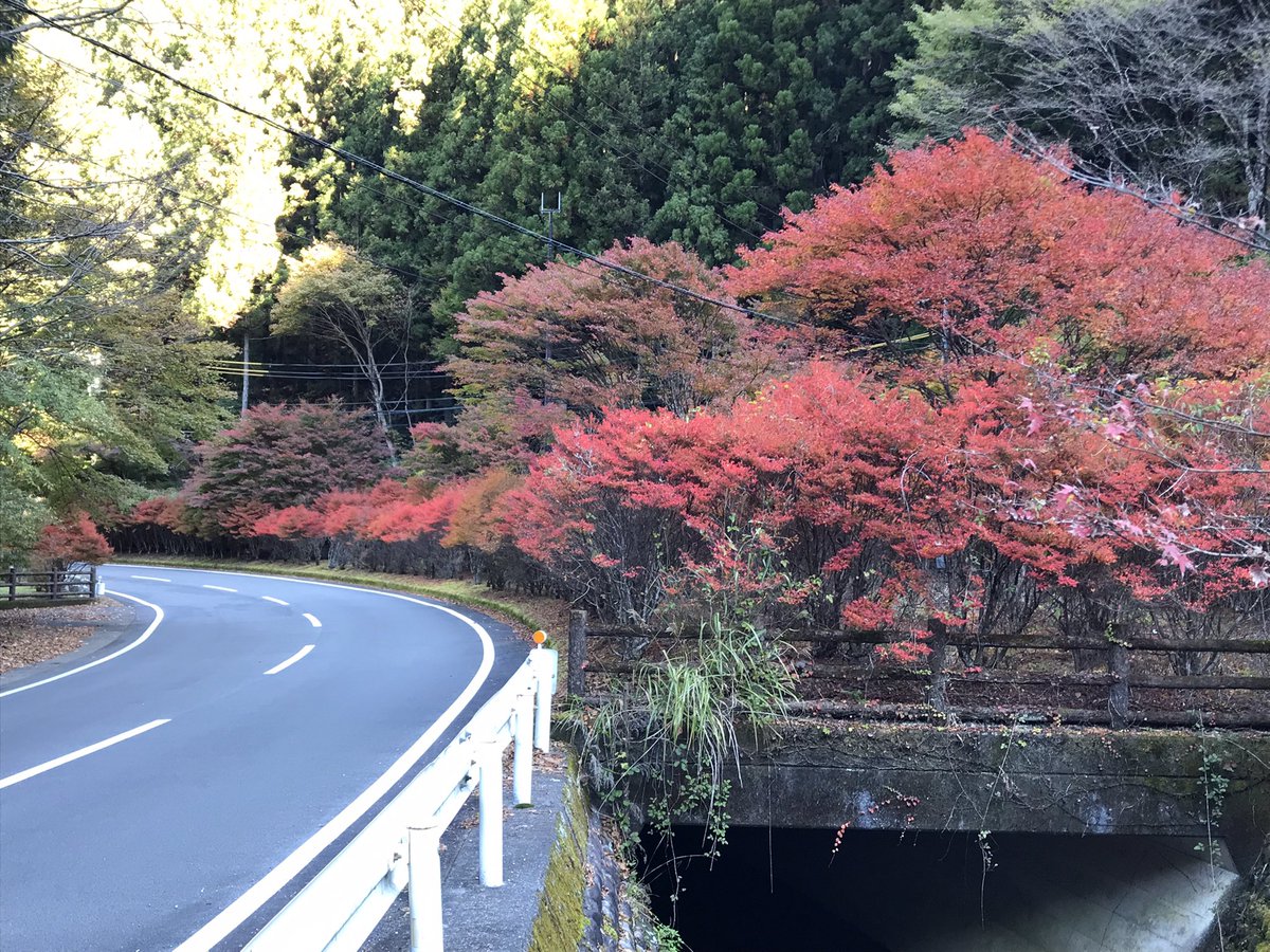 kuretake2985's tweet photo. 本日も寸又峡温泉...夢のつり橋に多くのお客様おみえ頂いております。
紅葉🍁もまだまだ綺麗です🍁 https://t.co/7ZsDHyd4m0