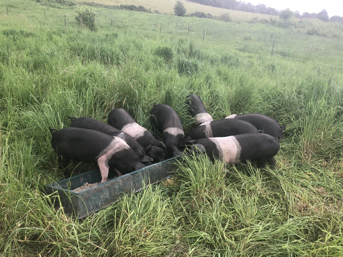 Matthew Evans tweet media