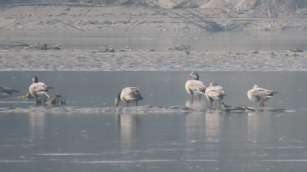 cleanganganmcg's tweet image. हम भी गँगावासी! भले ही कुछ ही दिनों के लिए क्यों ना हों!

हैदरपुर वेटलैंड्स, बिजनौर बैराज में शुरू होने लगा है प्रवासी पक्षियों का आना, बढ़ने लगी है इनकी तादाद।

#HaiderpurWetlands #migratorybirds #Ganga #UttarPradesh #NamamiGange #wetlands