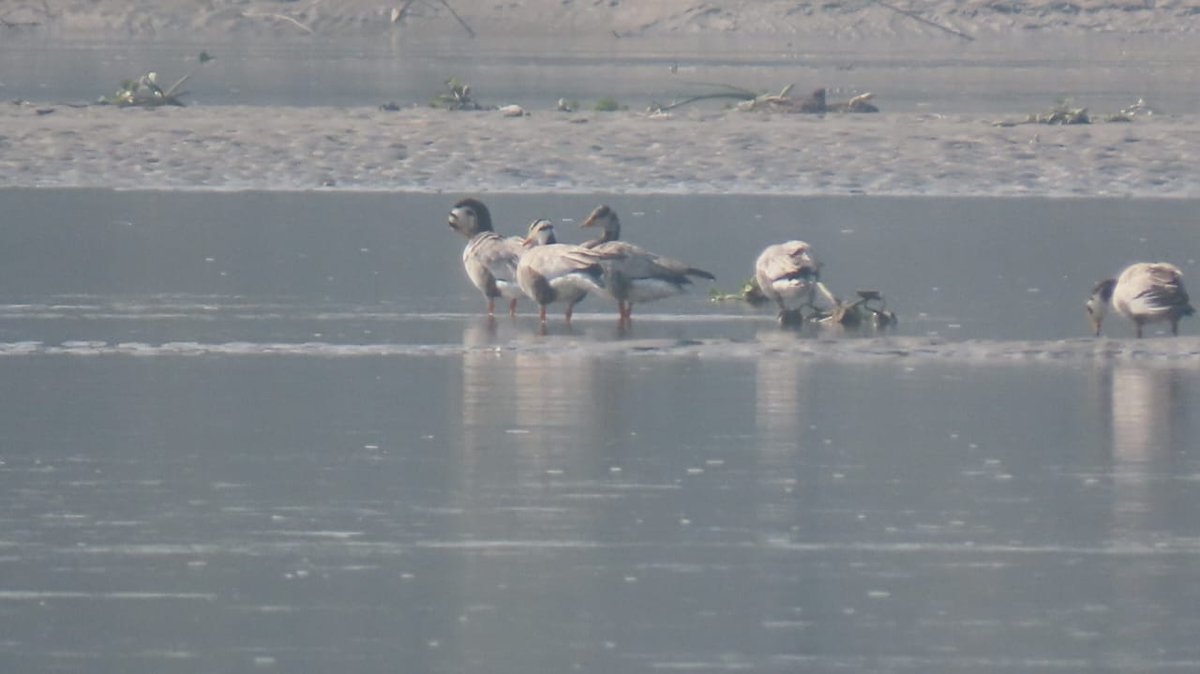 cleanganganmcg's tweet image. हम भी गँगावासी! भले ही कुछ ही दिनों के लिए क्यों ना हों!

हैदरपुर वेटलैंड्स, बिजनौर बैराज में शुरू होने लगा है प्रवासी पक्षियों का आना, बढ़ने लगी है इनकी तादाद।

#HaiderpurWetlands #migratorybirds #Ganga #UttarPradesh #NamamiGange #wetlands