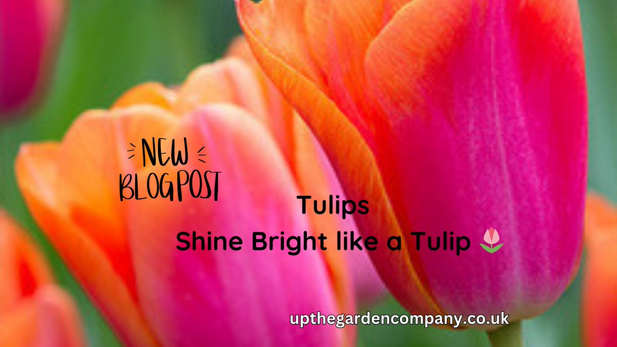 UpTheGardenCo's tweet photo. Tulips are iconic symbols of spring, bringing vibrant colours, delicate shapes and timeless elegance to gardens worldwide.

“Shine bright like a tulip.” — Anonymous

To continue reading: https://t.co/AEd12OL77m
#tulips #springlowers #autumnplanting #shinelikeatulip https://t.co/6BwlqsV9hB