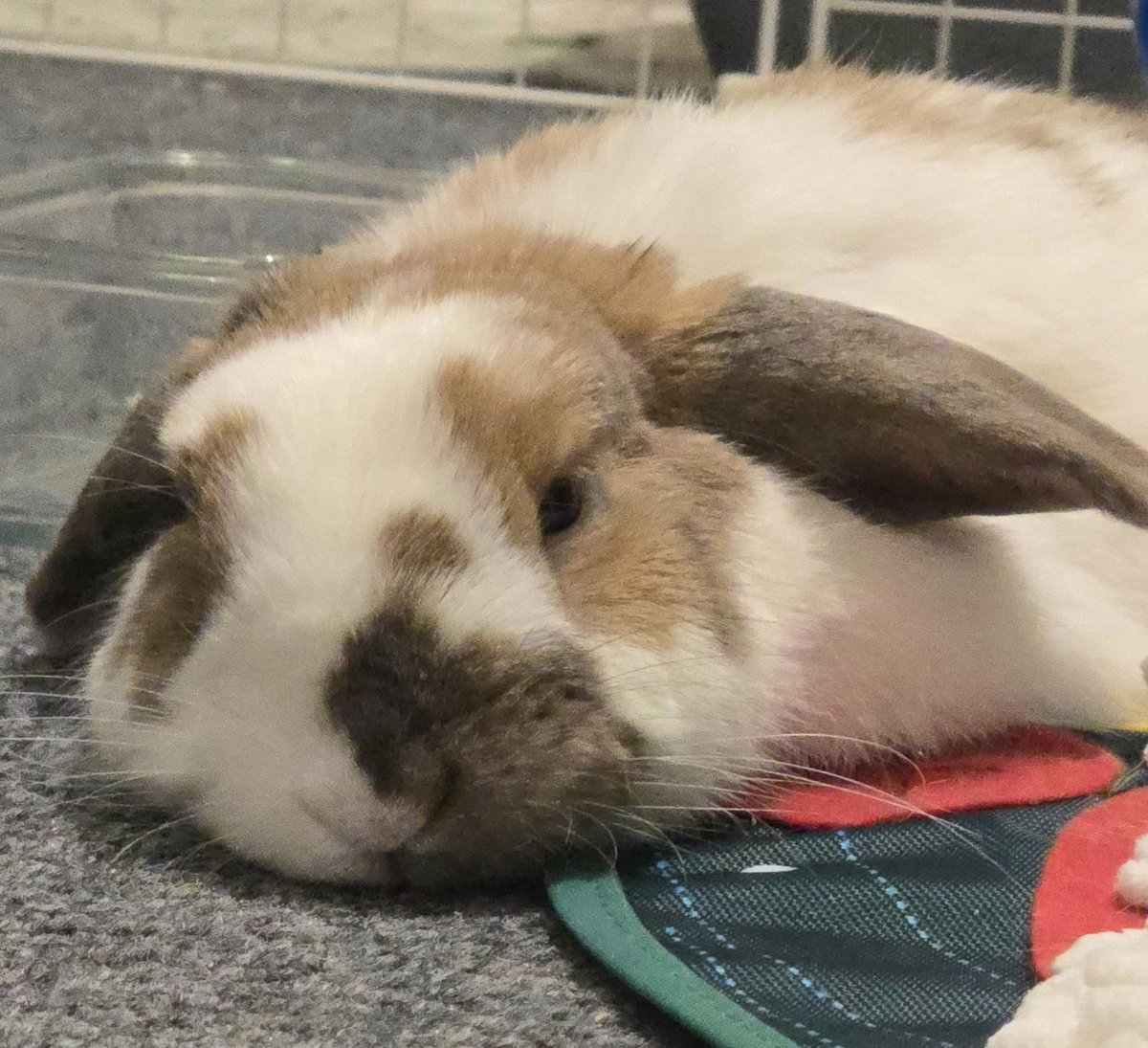 Yoli-chan (Linda) tweet media