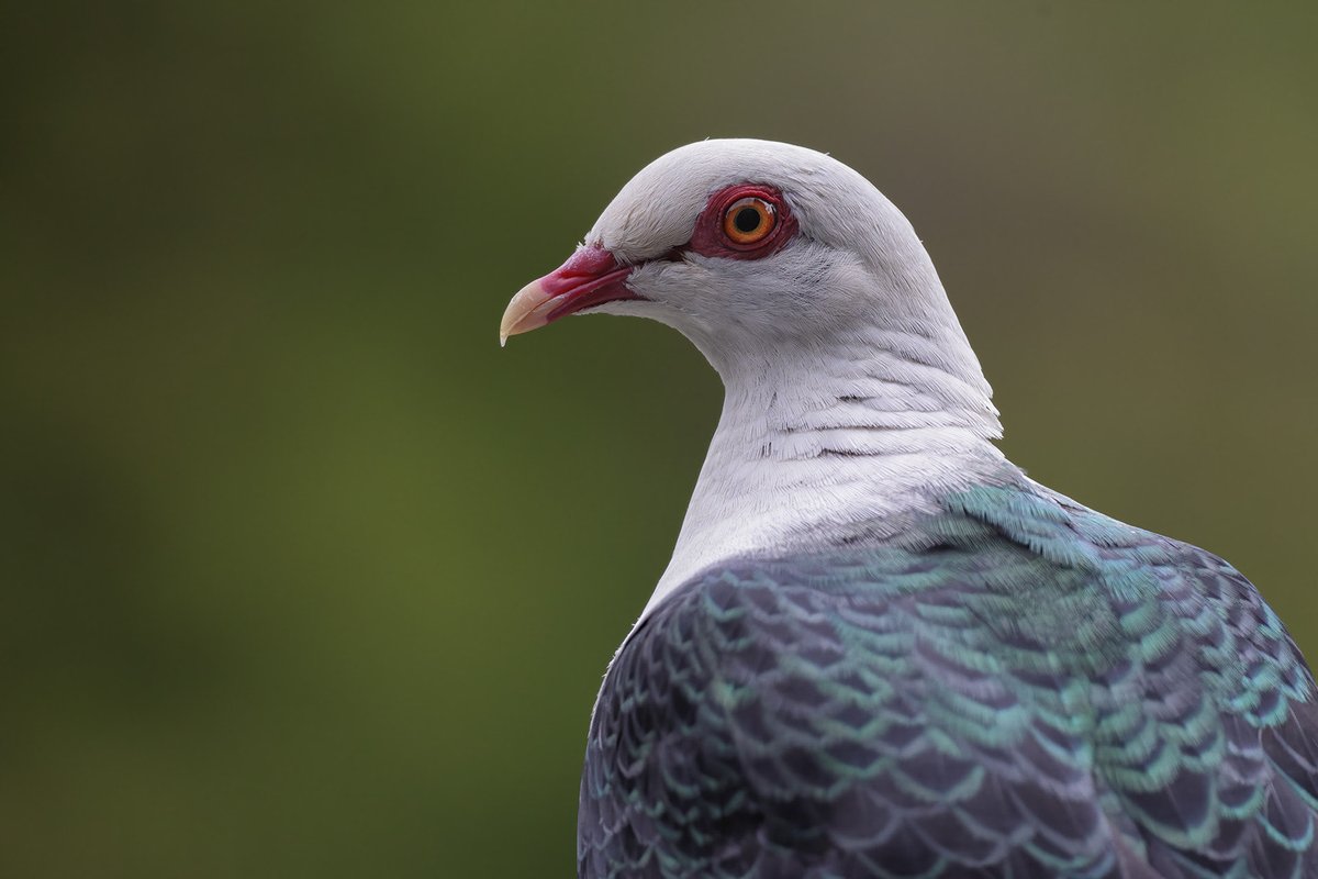 White-headed Pigeon in my Merimbula backyard this afternoon. 
A handsome pigeon from the wetter forests of eastern Australia. Fortunately, I have a well forested gully over my back fence, so these birds are regular visitors. #birds #WildOz