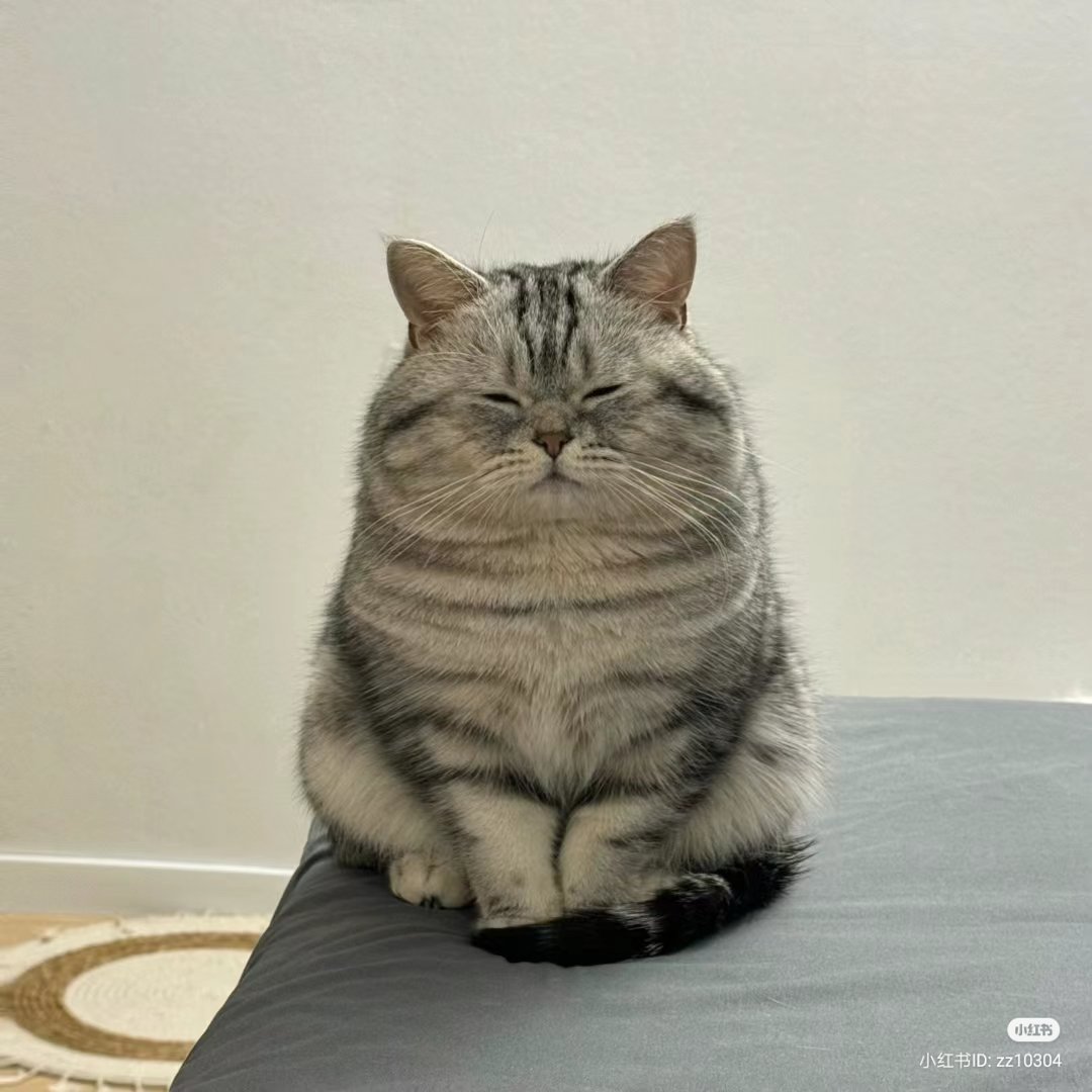 NeohubStore - Pet Lovers tweet media