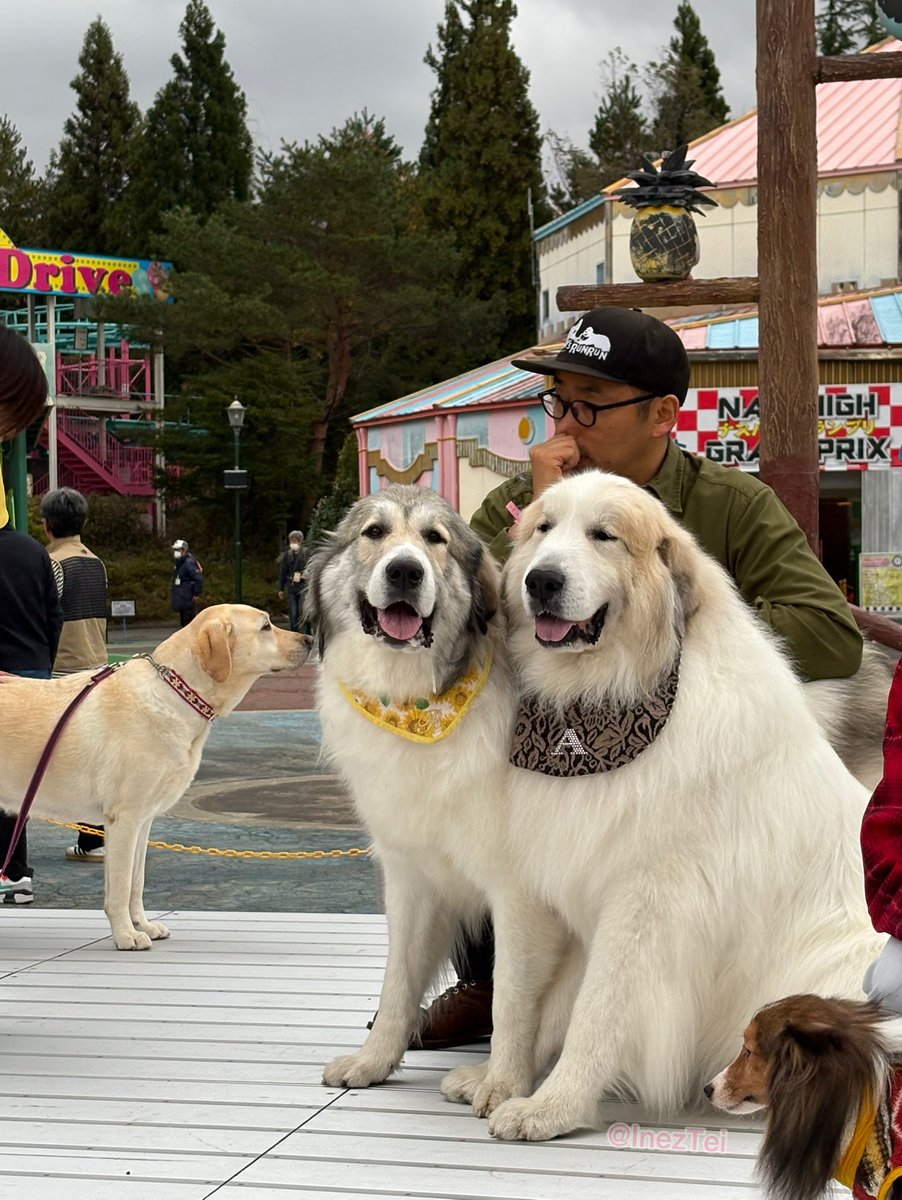 InezTei's tweet photo. 🐶わんこFes 2024🐶
　
アランとベルとお兄さん ①
　
#今日のルンルン　#月刊わんこ https://t.co/s2VULaRjqD