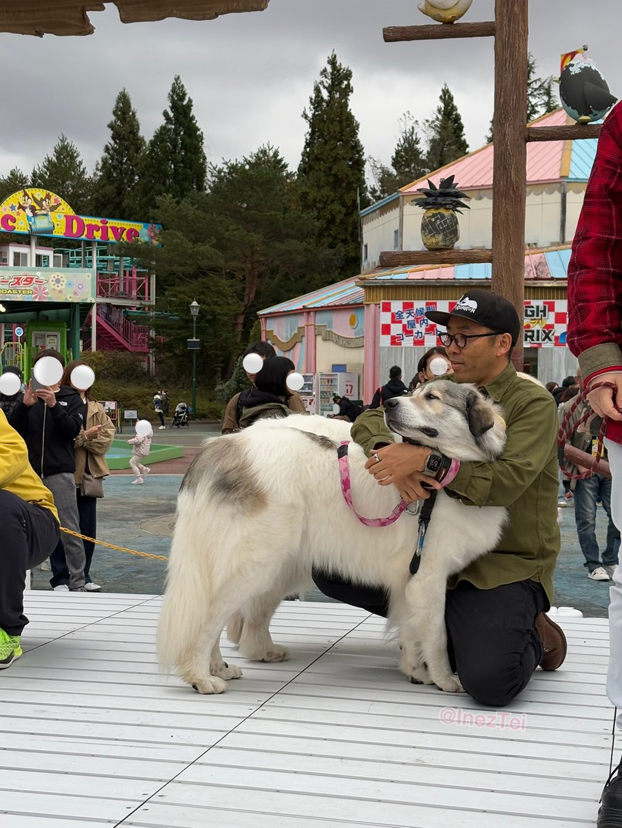 InezTei's tweet photo. 🐶わんこFes 2024🐶
　
ベルとお兄さん ☺️
　
#今日のルンルン　#月刊わんこ https://t.co/p5qvZjzp3r