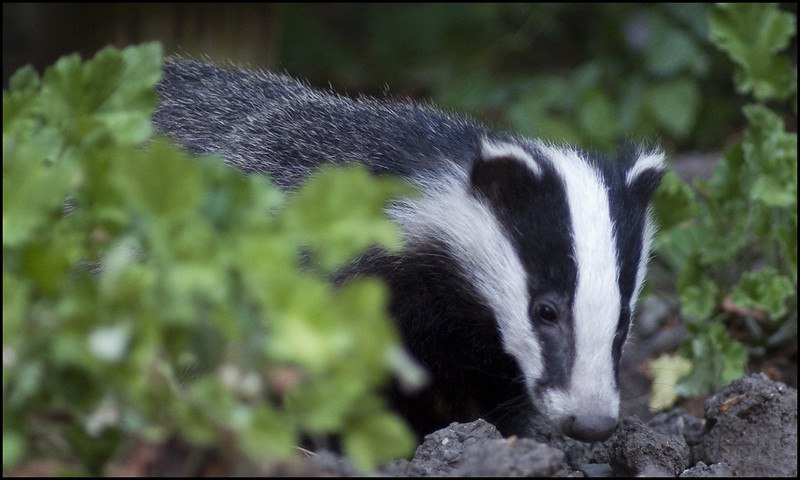 HourlyBadgers's tweet image. [🔗](api.tinyfox.dev/hourly/badger/…)