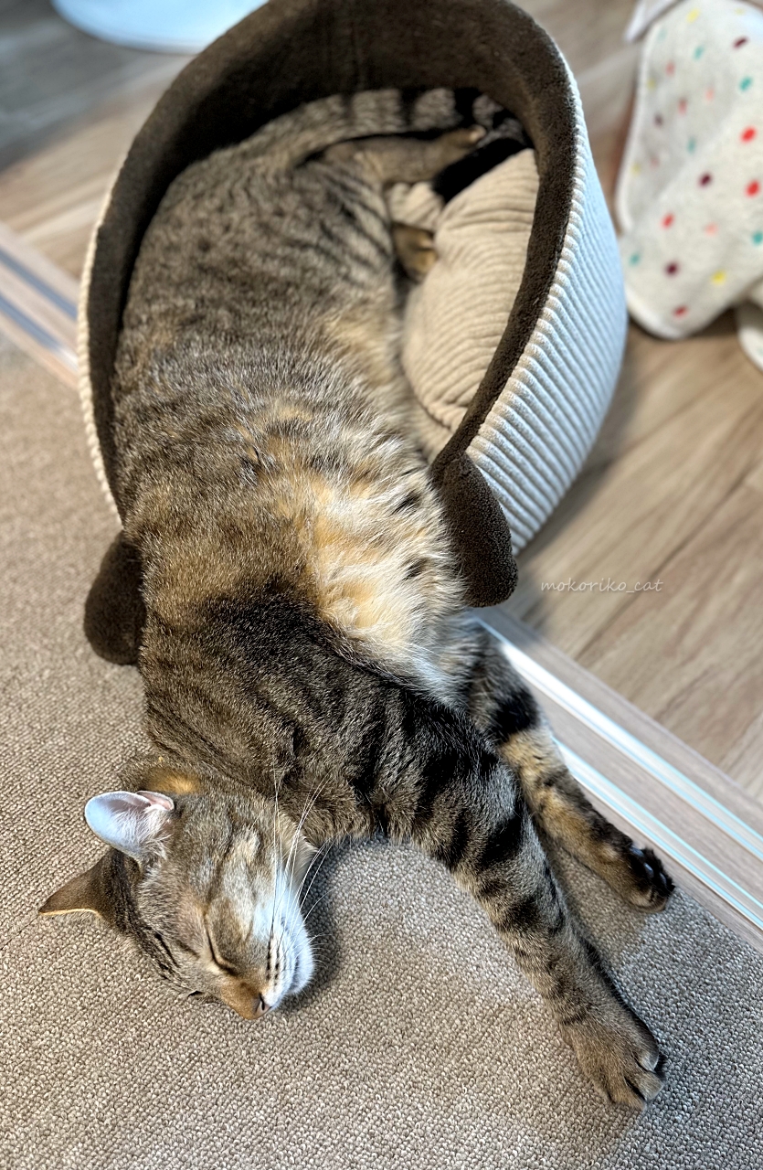 ♡ねむり猫様確認ページ♡ ねむり猫【はちぼう】白黒のはちわれ うつぶせVer. - 猫雑貨・猫