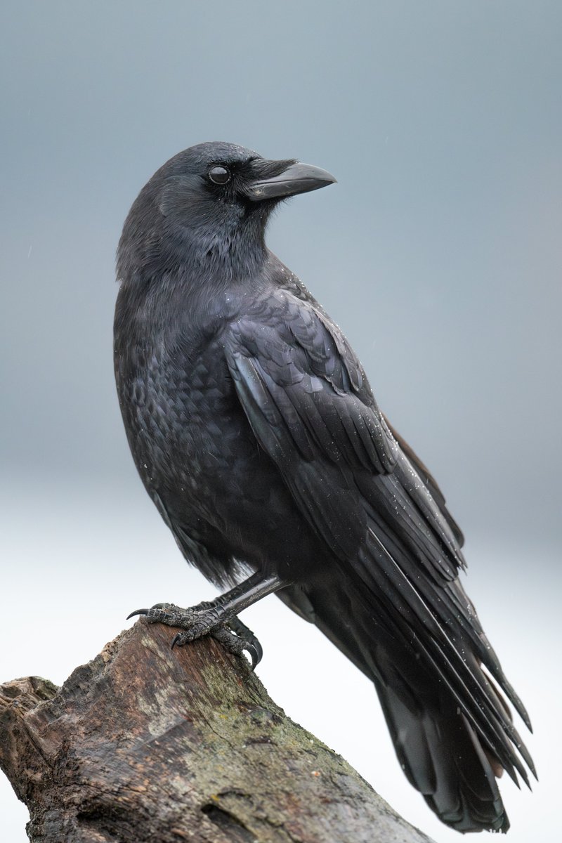 Kris Tsujikawa tweet media