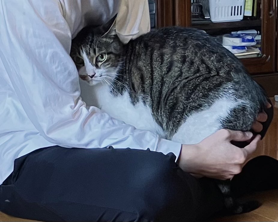 ねこの爪を切ってあげたら終わった直後に爪を切らない方の人間のところに逃げ込んであの顔