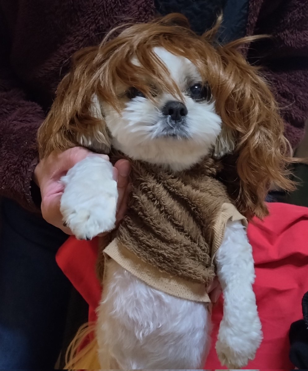 R77115232's tweet image. #佐々木もよこ　さん
#カメパ　#シーズー
#マネーセミナー 　#NACK5
今日はこちらへお金の勉強📻️
司会…もよこちゃん可愛いな😊✨💕

息子とこてつ🐶🚙
もう少しで会えたのにな🥲惜し〜い

美味し〜い　#エトアール　🥨🐢☕
召し上がってくださいね🥰