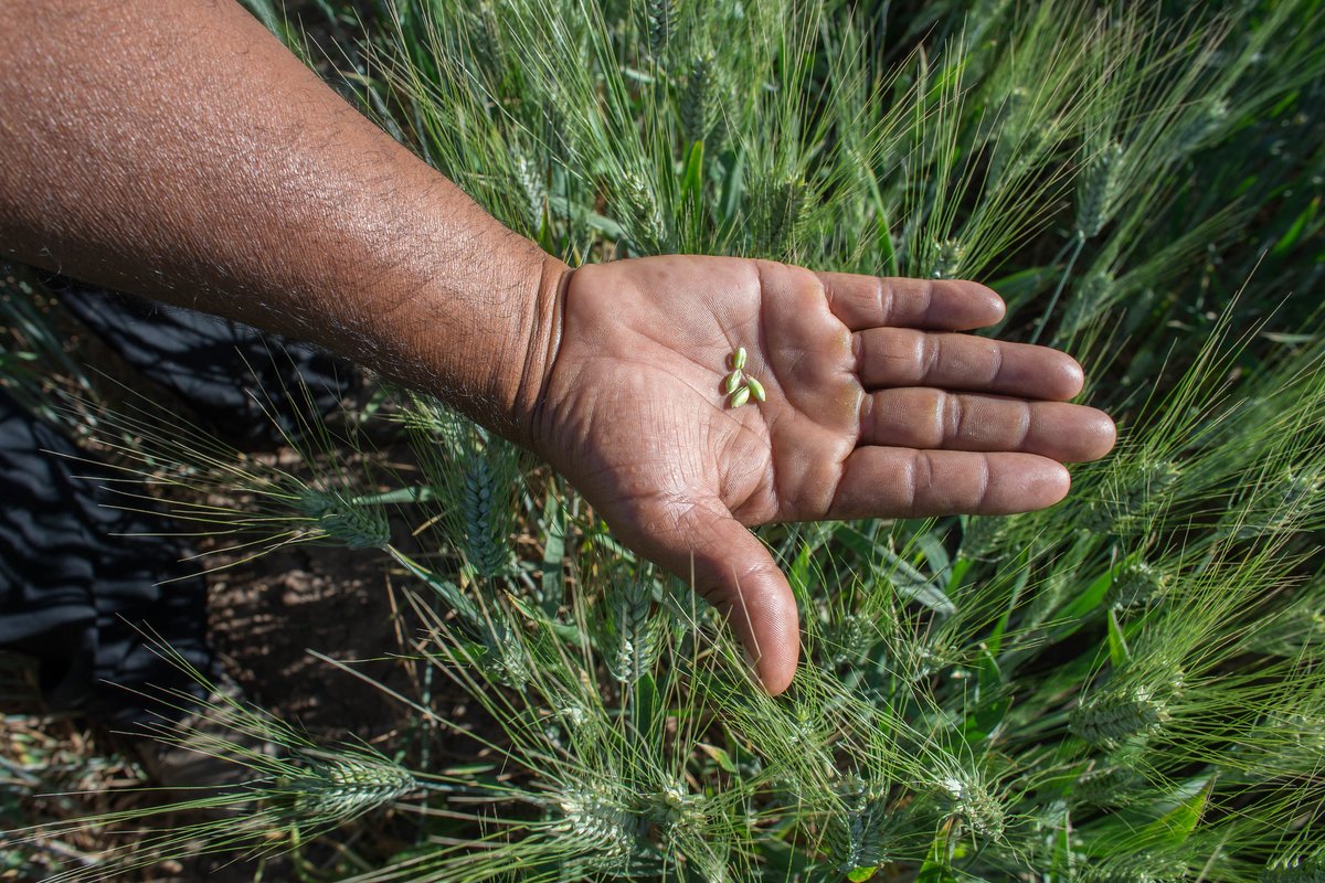 CzemborH's tweet photo. RT: #CIMMYT 
🌾Saving Fungicide, Protecting the Future 🌱
💚🧬🌾💻👨‍🎓💚👨‍🌾📈🍞💚
➡️ https://t.co/NdSOq8WLcX
#WheatScience #ClimateResilience 
#agrobiodiversity #genebank #CWR #seedbank #wheatbreeding #plantbreeding #wheat #Genomics #resistance #plantpathology #FoodSecurity #health https://t.co/2l4FtZNcRJ