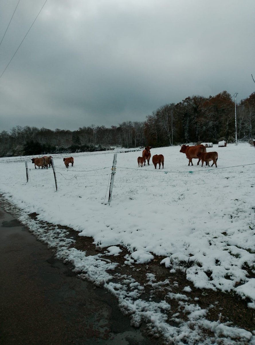 InterbevIDF's tweet image. Photographies des prairies enneigées en @iledefrance …en @Departement77 chez @datourte ❄️⛄️🐂🐂🐂⛄️…
#élevage #bovin #biodiversité