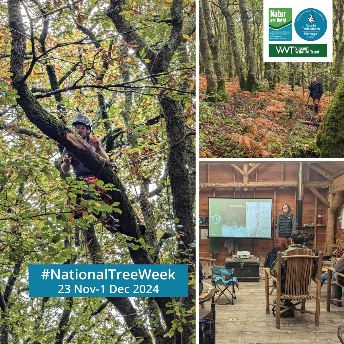 Vincent Wildlife (@vincentwildlife) on Twitter photo Lee Gwyther (@Grounded T) led a tree veteranisation workshop for arborists at Pengelli National Nature Reserve, which was a great chance to see the benefits of the technique for bats and other wildlife. These <a href="/NaturAmByth/">Natur am Byth!</a> Barbastelle Bat Project workshops are annual events. Lee Gwyther (@Grounded T) led a tree veteranisation workshop for arborists at Pengelli National Nature Reserve, which was a great chance to see the benefits of the technique for bats and other wildlife. These <a href="/NaturAmByth/">Natur am Byth!</a> Barbastelle Bat Project workshops are annual events.