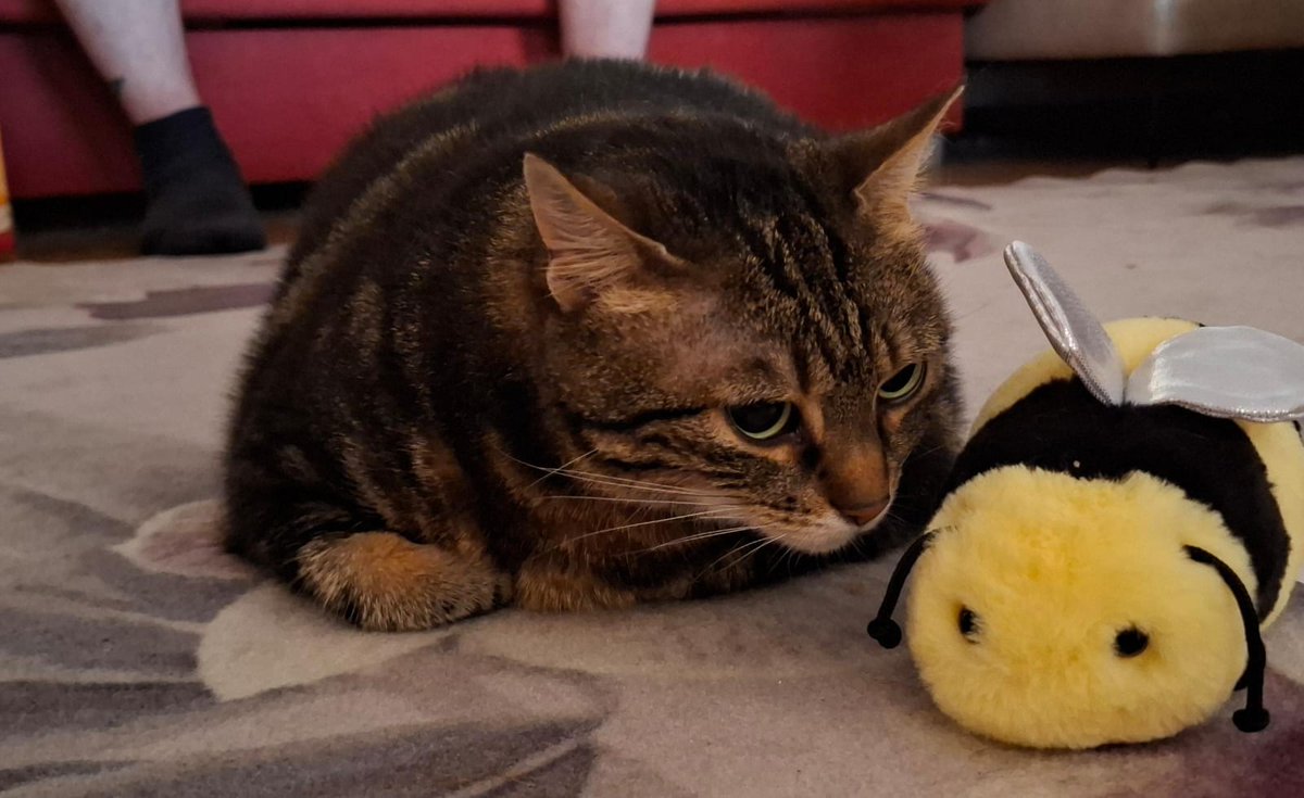 ramon_wilhelm's tweet photo. It's #caturday 

Dont worry, bee happy!

#cat #CatsOn https://t.co/CFvJ3BpxIe