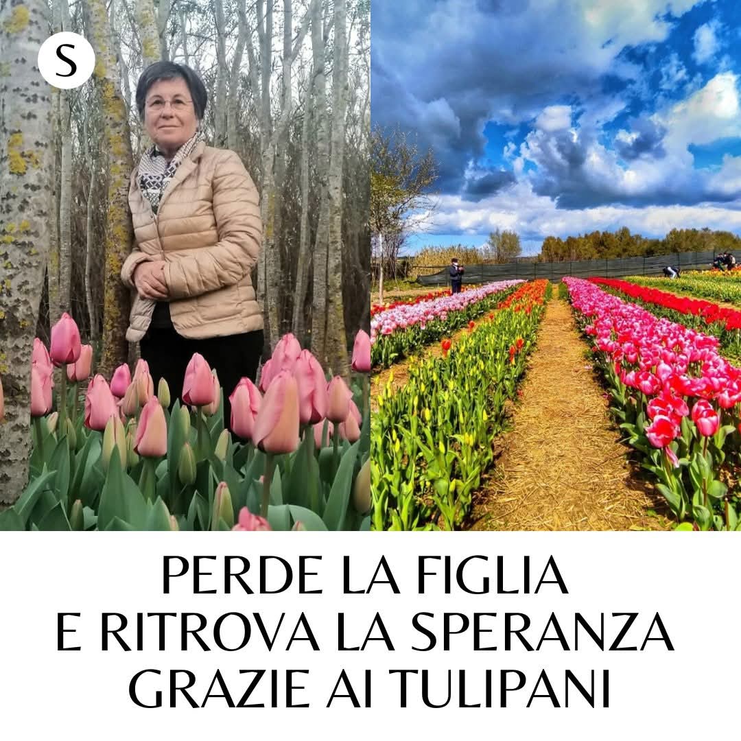Lei è Maria. Vive a Pimentel, in Sardegna. Sua figlia Luena ha 37 anni, ama i tulipani, ed è la ragione della sua vita. Ma un giorno Luena scopre di avere un tumore ovarico, e Maria crolla. I medici la prendono da parte. Signora, non si preoccupi, sua figlia con la ⬇️