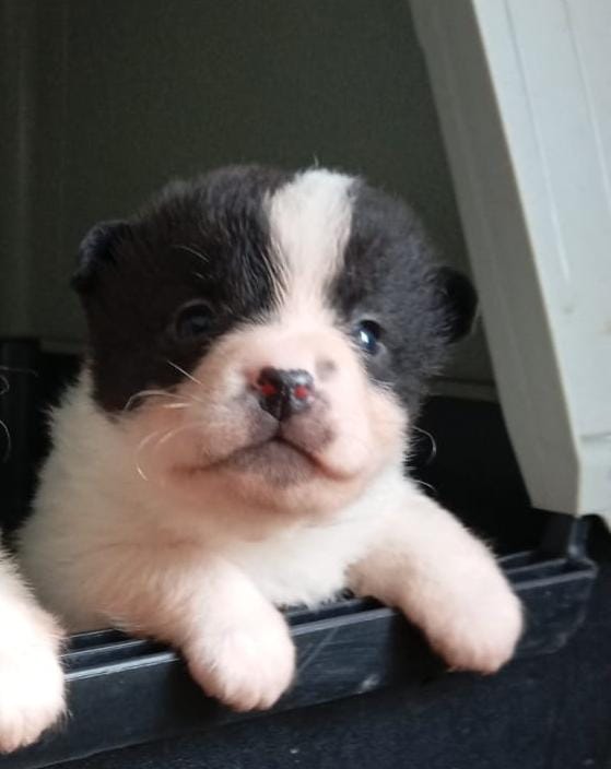 GretaFanti's tweet photo. Aggiornamento cuccioli : è rimasta ancora in cerca di adozione questa topina di 50 gg futura taglia sui 10 chili.Prov.Caserta. Raggiunge anche centro e nord Italia dove c'è amore per lei.☎️3483225213 anche whatsapp 
#23novembre 
#QuartoGrado 
#Netanyahu 
#2024MAMA 
#LasVegasGP https://t.co/8ClLKh5vq9