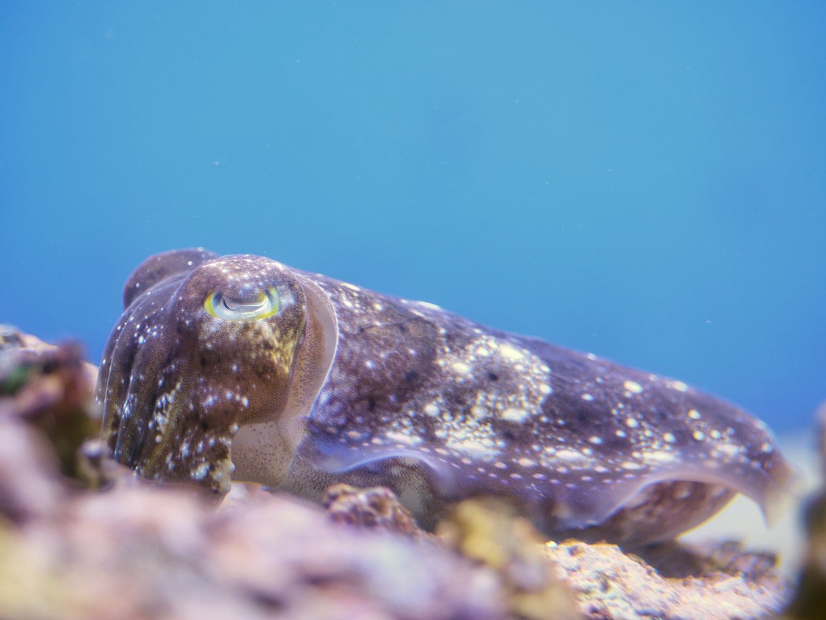 Chromis_sp's tweet photo. コブシメが可愛い https://t.co/4LmEbLTPsh