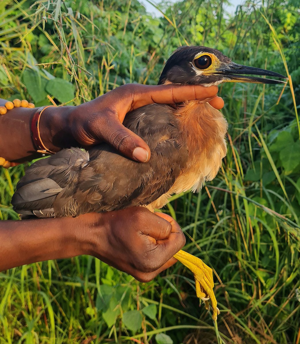 White-backed Night Heron, Gorsachius leuconotus, is a new species for KBO. Local and very secretive, this bird was caught before first light in a large mesh net.