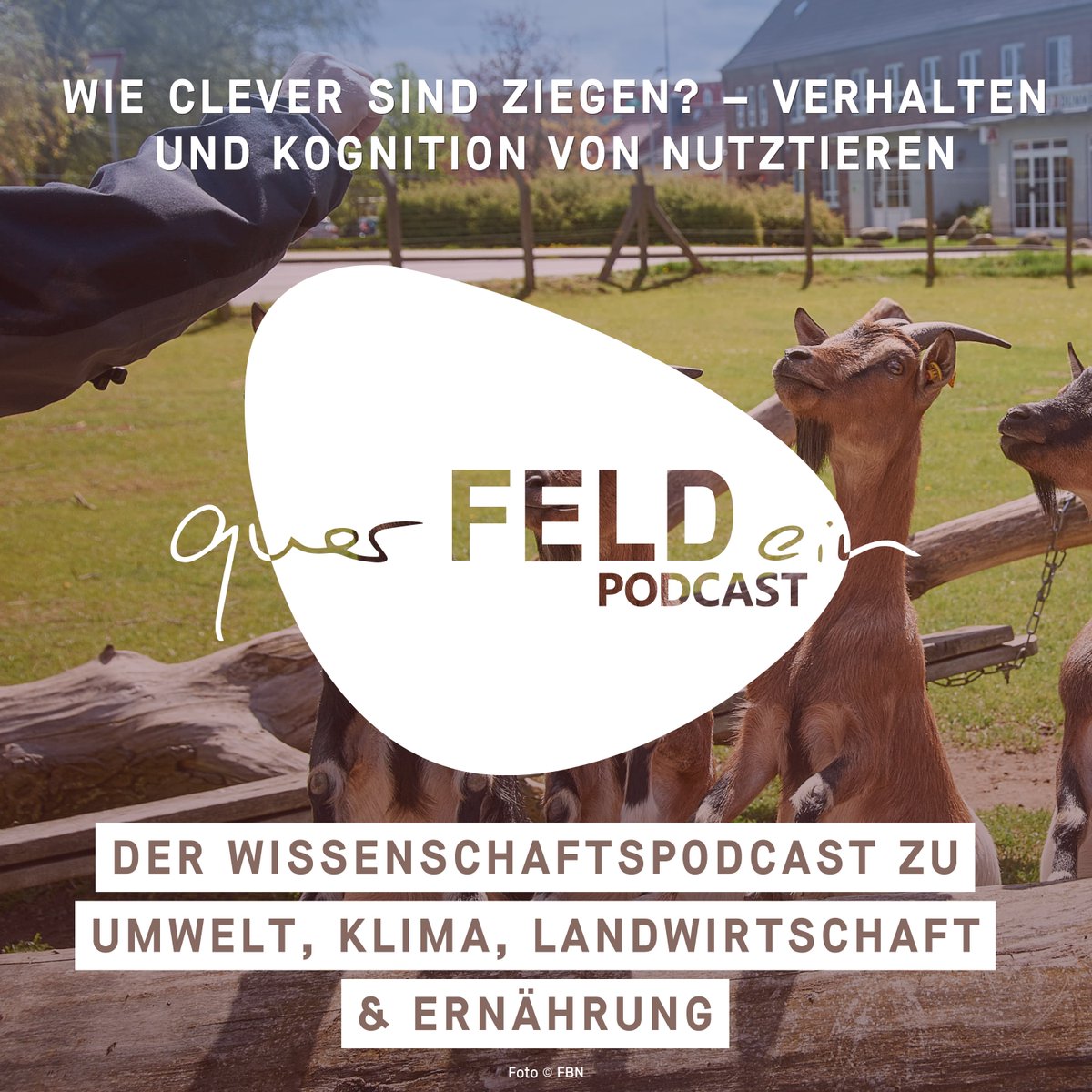 querFELDein (@querfeldeinblog) on Twitter photo Hörtipp fürs Wochenende: Am <a href="/FBNDummerstorf/">FBN Dummerstorf</a> erforschen @goatsthatstare & <a href="/niebgnal/">Jan Langbein</a> die kognitiven Fähigkeiten von 🐄, 🐐 & anderen Nutztieren. Welche Erkenntnisse sie bisher gesammelt haben, erfahrt ihr unserer aktuellen Podcast-Episode. open.spotify.com/show/42AlA0X96… Hörtipp fürs Wochenende: Am <a href="/FBNDummerstorf/">FBN Dummerstorf</a> erforschen @goatsthatstare & <a href="/niebgnal/">Jan Langbein</a> die kognitiven Fähigkeiten von 🐄, 🐐 & anderen Nutztieren. Welche Erkenntnisse sie bisher gesammelt haben, erfahrt ihr unserer aktuellen Podcast-Episode. open.spotify.com/show/42AlA0X96…
