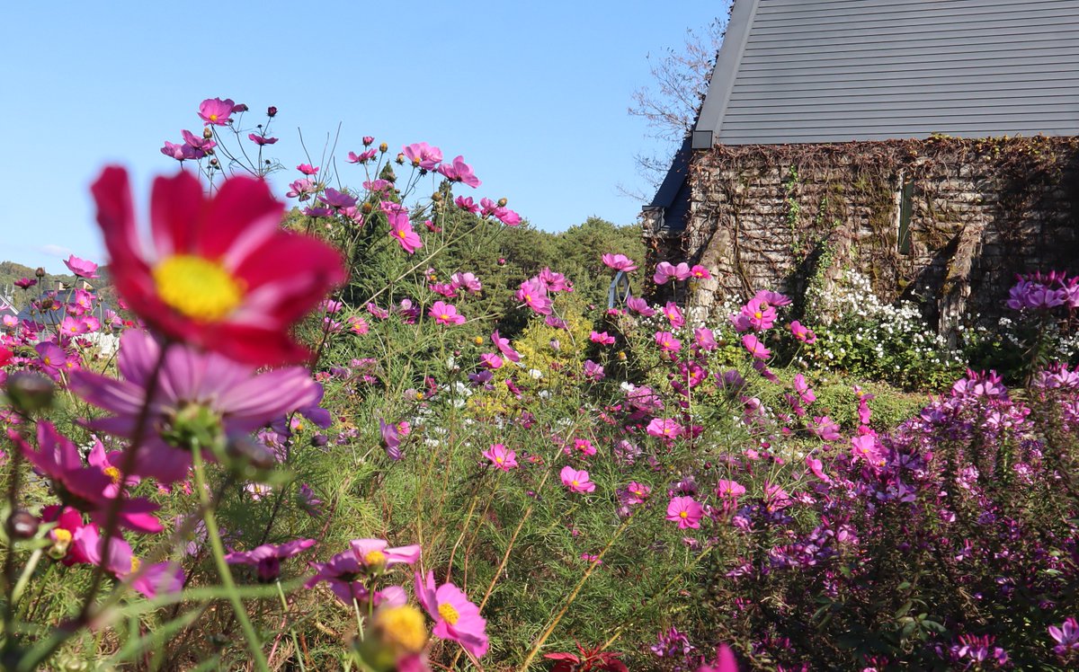 ohanano_yousei7's tweet image. りったん  Happy  Birthday🎂🥂🎁
これからの活躍もうんとうんと期待しています🍒

明日のバースデイイベント 盛り上がりますように🙏

 #りったんThanksFlowerDay2024　#菅原りこ