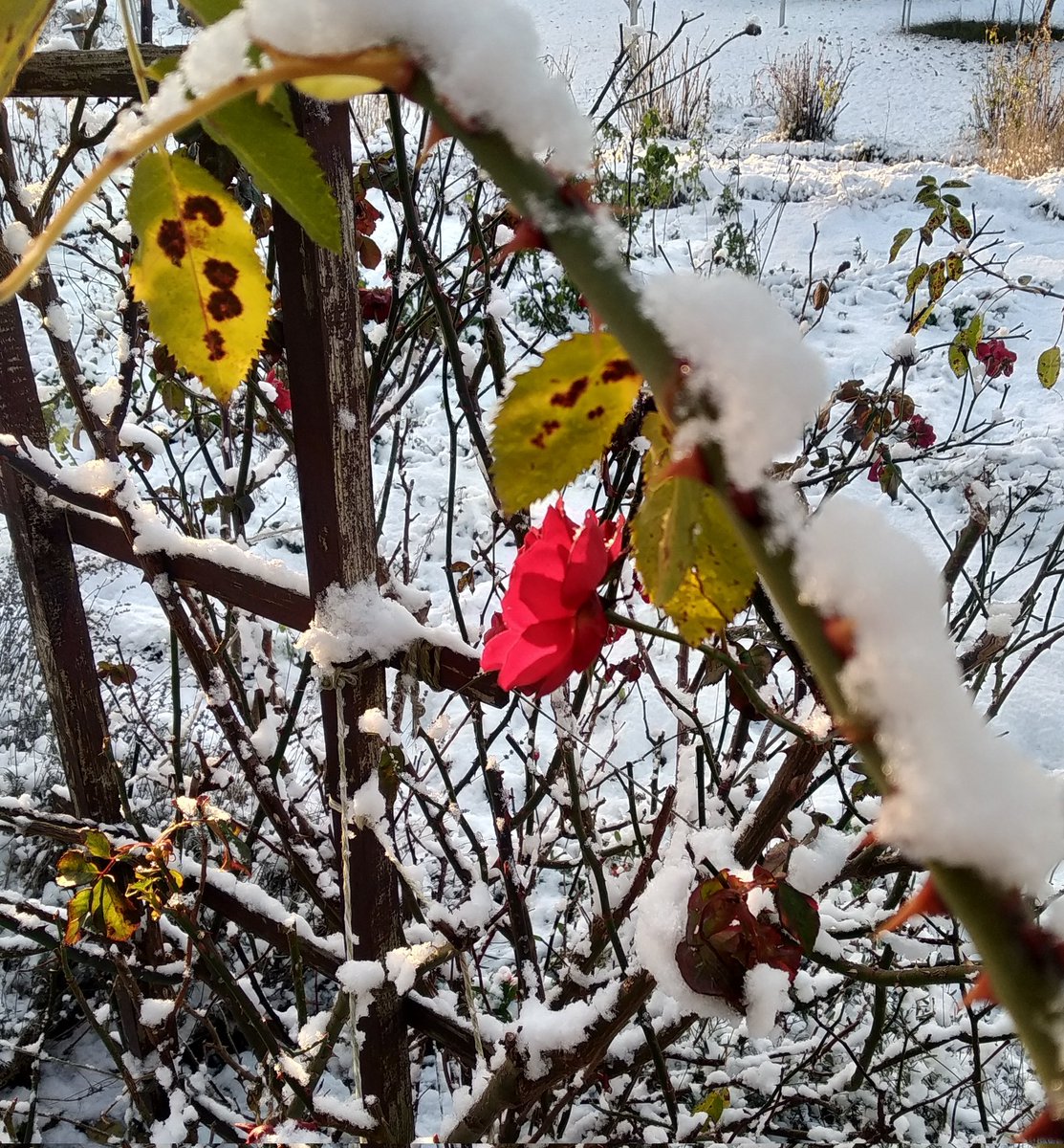 ezoderwitz's tweet photo. Sachsen in schön. #drheeme ist nie nur Arbeit....
Das #Winterkind in mir freut sich grad riesig (wie mensch sieht)
#Oberlausitz https://t.co/v7I69QhBBI