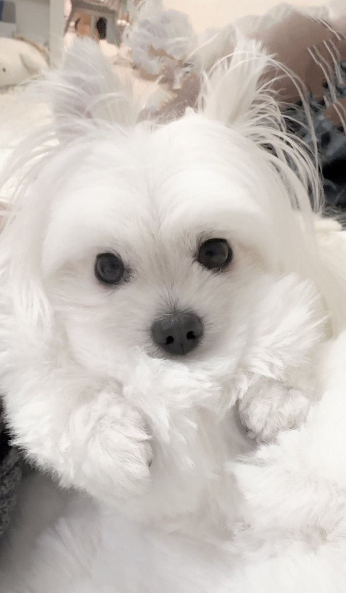 犬のマイブーム、毛布を吸うこと