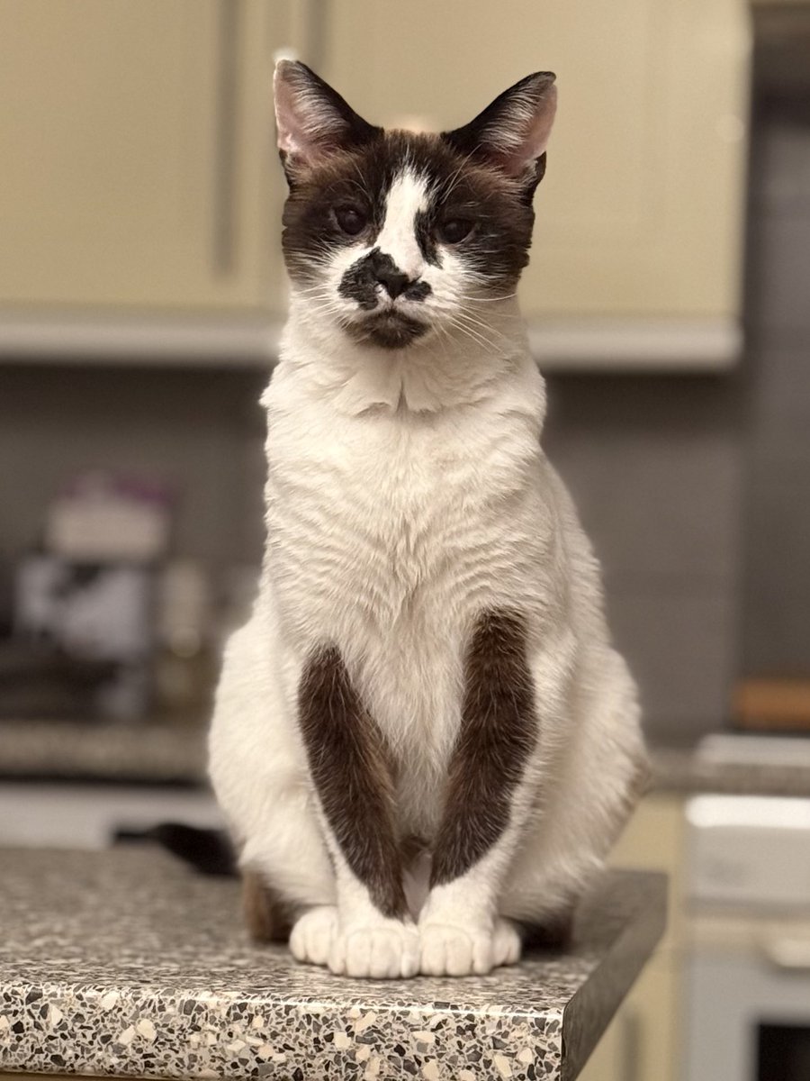 TimCootes's tweet photo. Happy Caturday 🐈
#Caturday #Cat #CatsofX 
@RolfatWarwick @SimonsCat @TreasuryMog https://t.co/nFNuCmhn5d