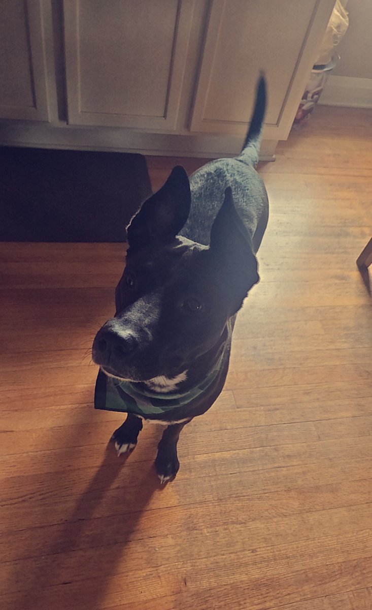 DingusCaptain's tweet photo. @sweetiezia_ i don't have a bully, but here's my girl sadie :] https://t.co/ULJHLRN8ki