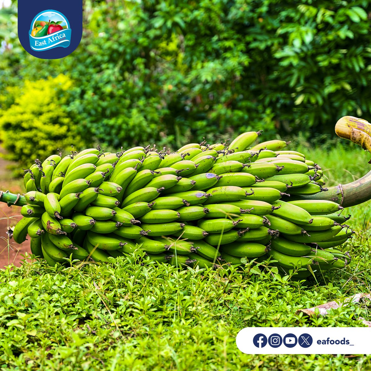 eafoods_'s tweet photo. We actively partner with farmers to help them improve their farming techniques, adopt eco-friendly practices, and boost their crop yields while reducing environmental impact. https://t.co/gglVlU89Va