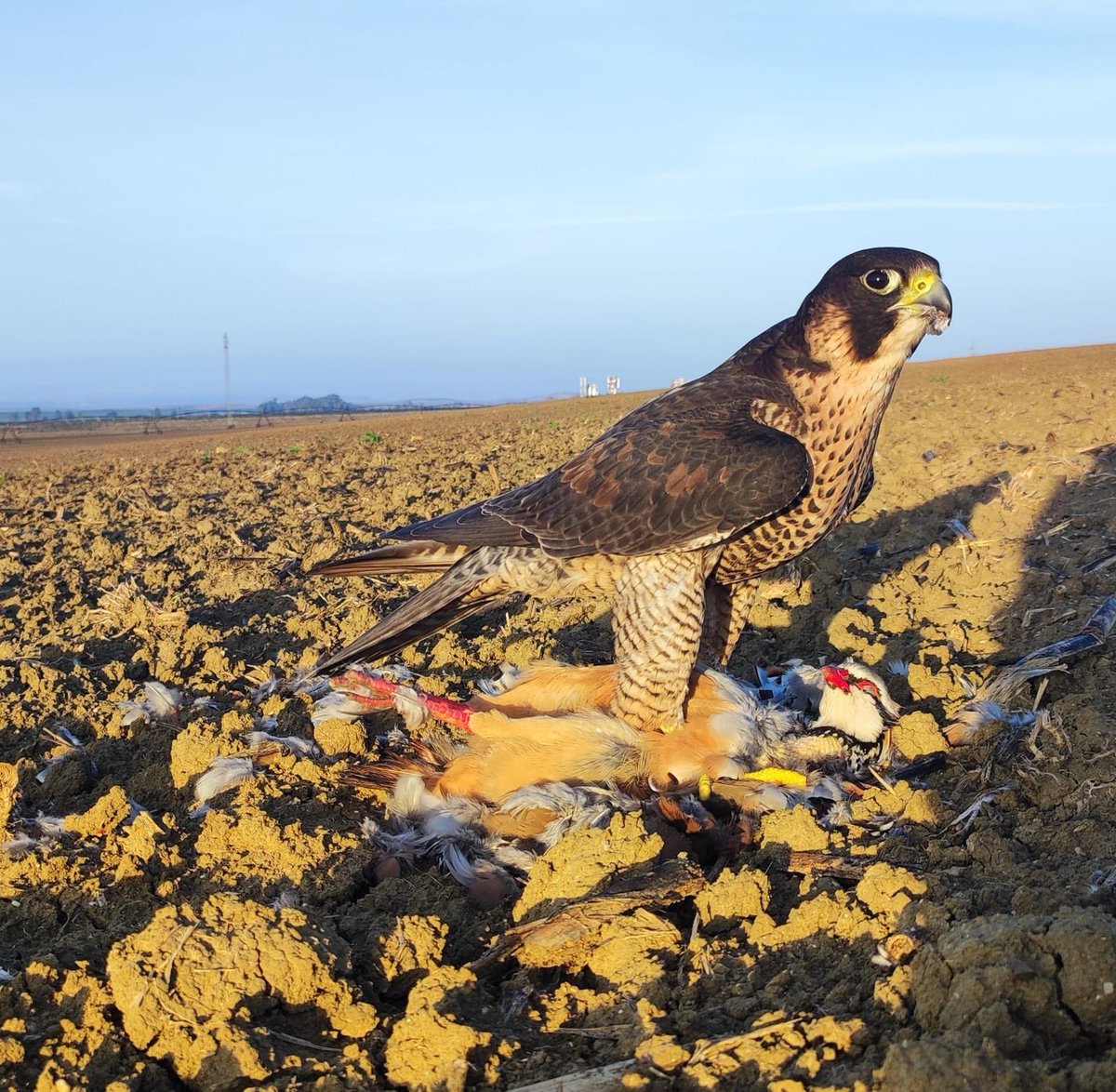 “Por ello hermano halconero, cuando una vez mas, ave al puño, al amanecer, salgas a la caza de esa pieza que siempre parece la primera y en verdad puede ser la ultima, piensa que en tu emoción palpitan y perviven cien mil años de poderosos cazadores”

Felix Rodriguez De La Fuente