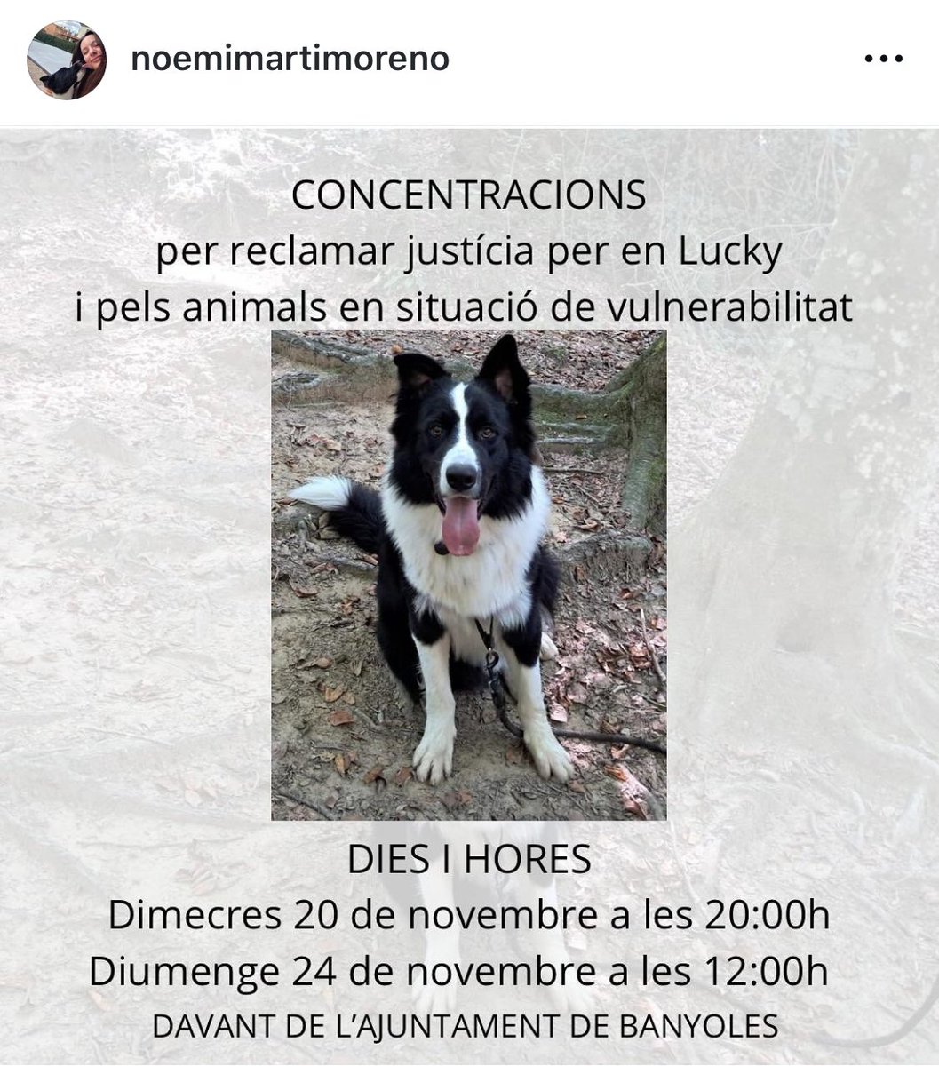 areagossosbdn's tweet image. 📣📣¡¡ATENCIÓN!!📣📣
Mañana domingo 24 de noviembre, a las 12h se organiza una 
concentración  frente al Ayuntamiento de #Banyoles para pedir justicia para LUCKY, 
el #BordellCollie secuestrado en #Navata.
No faltéis‼️
Mañana podría ser vuestro perro.
@banyolestv
#FemXarxa 👇
