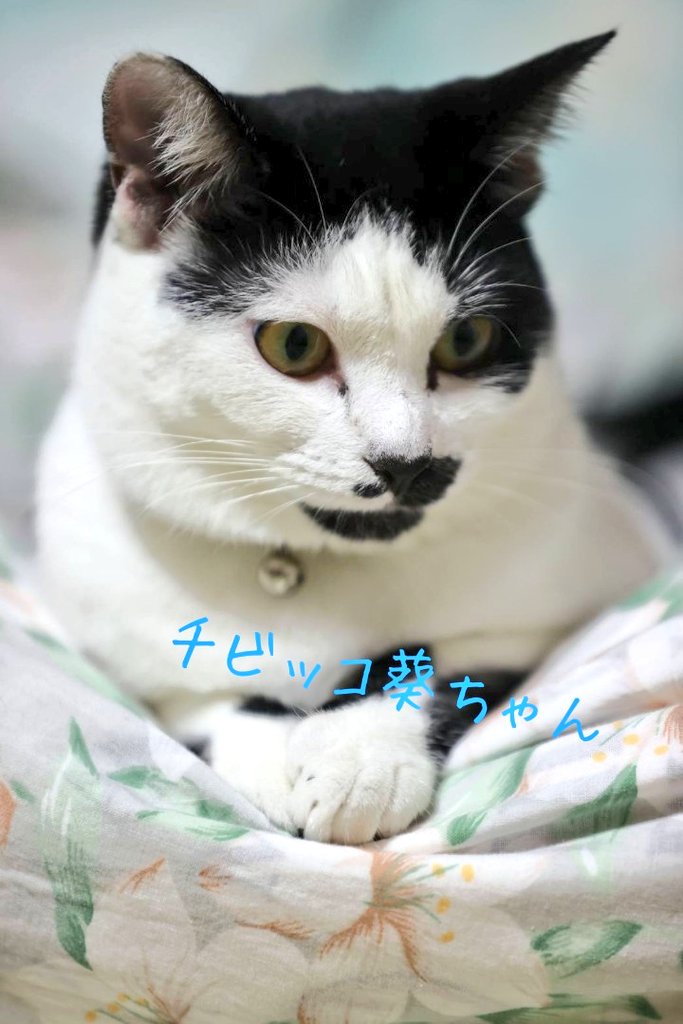 チャッピーよっちん tweet media