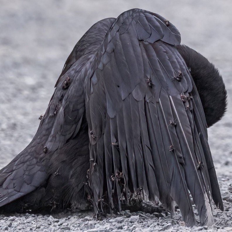 RetirementUnity's tweet photo. @Rainmaker1973 🐦✨ Nature's own spa session: 

Watch this crow indulge in anting, using ants to cleanse and protect its feathers with natural chemicals. #BirdBehavior 

#Anting #Wildlife https://t.co/2Orz0e1hL8