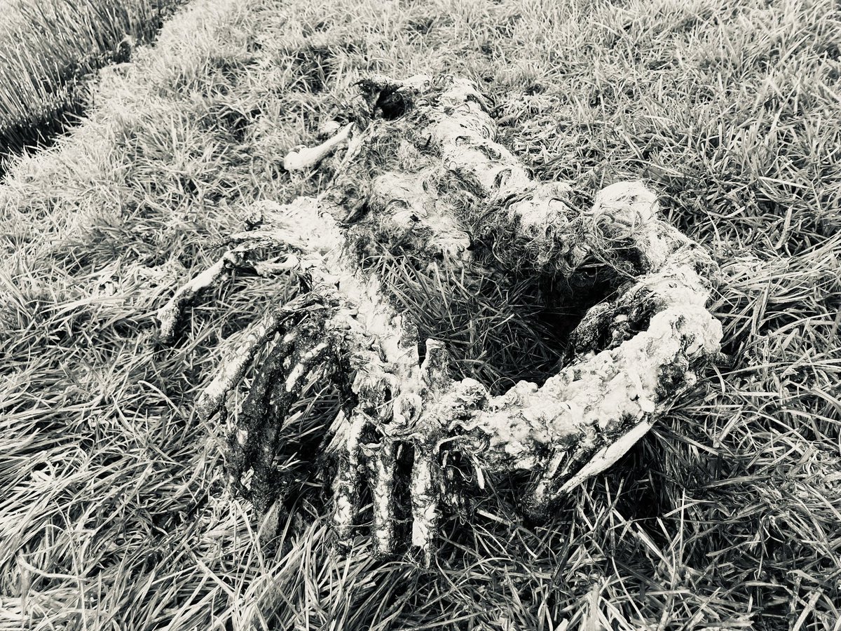 (Goede)morgen X 

 ‘natuur’ in Nederland, Wat een succes 

In een klap kwijt
- flessenlam
- mooie dekram
- nog aantal hele mooie ooien 

Overleef je te nauwernood de blauwtong en dan dit 

Dierenarts anno 2024 😔 

#wolf <a href="/NOS/">NOS</a>