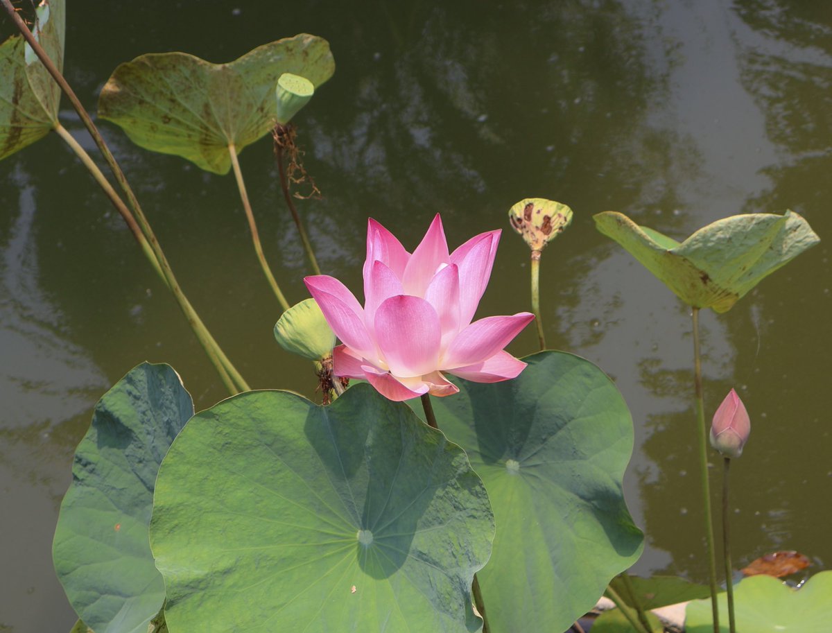 Jhanakaruna's tweet image. i think i found the most beautiful lotus today