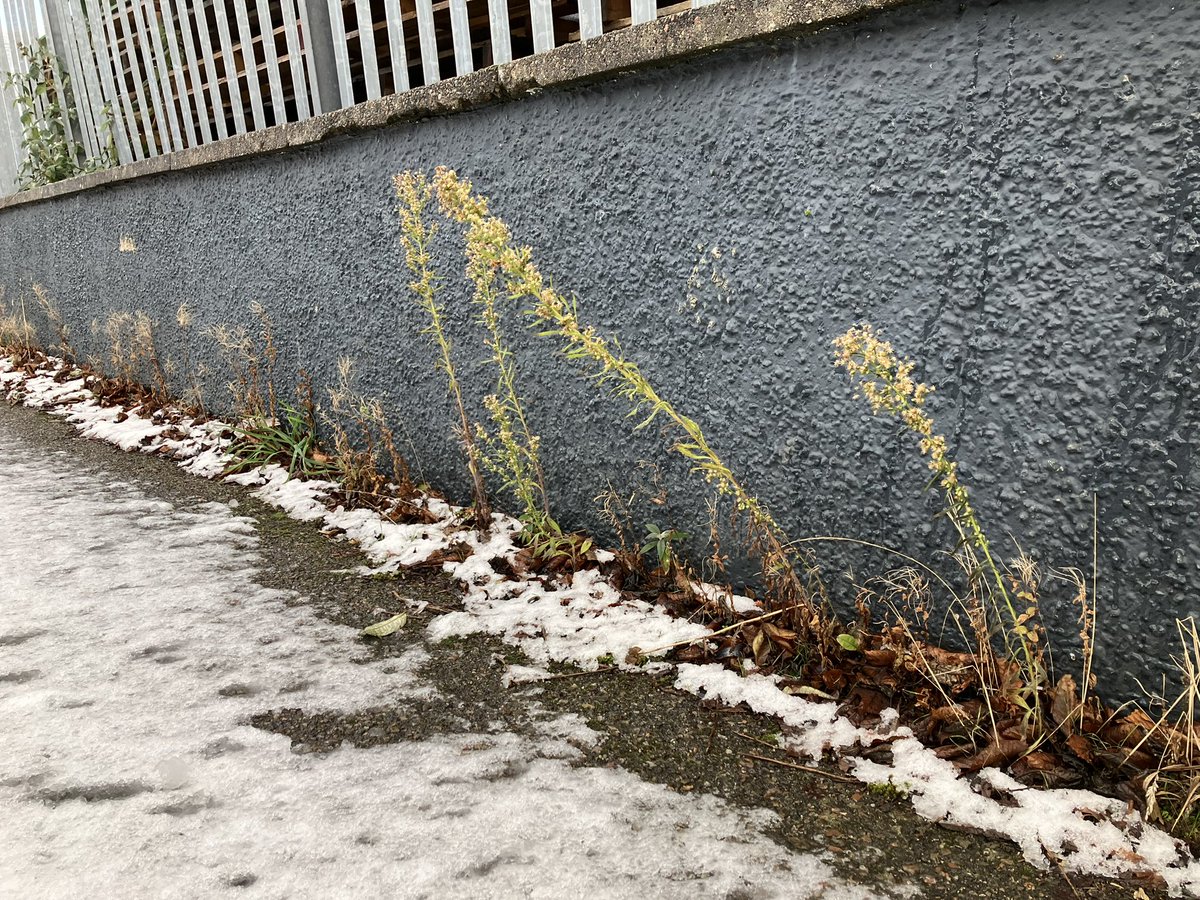 Found a new site for Canadian fleabane (Erigeron canadensis) whilst going to get my car washed in Inverness a couple days ago, second Invernesian record of this adventive.